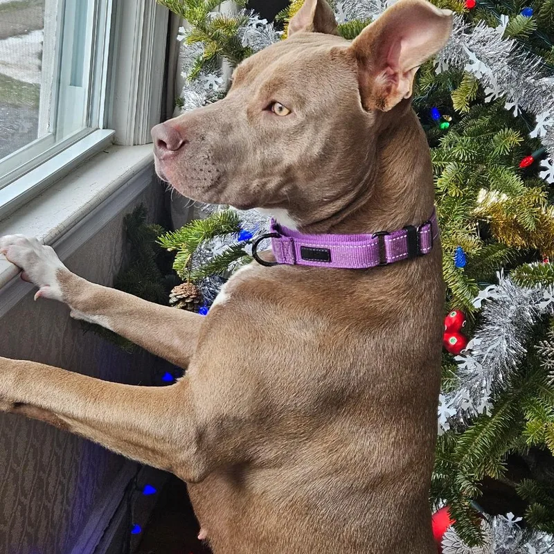 An adult large-sized female Brown / Chocolate American Staffordshire Terrier dog named Indie for adoption in Long Island City, NY