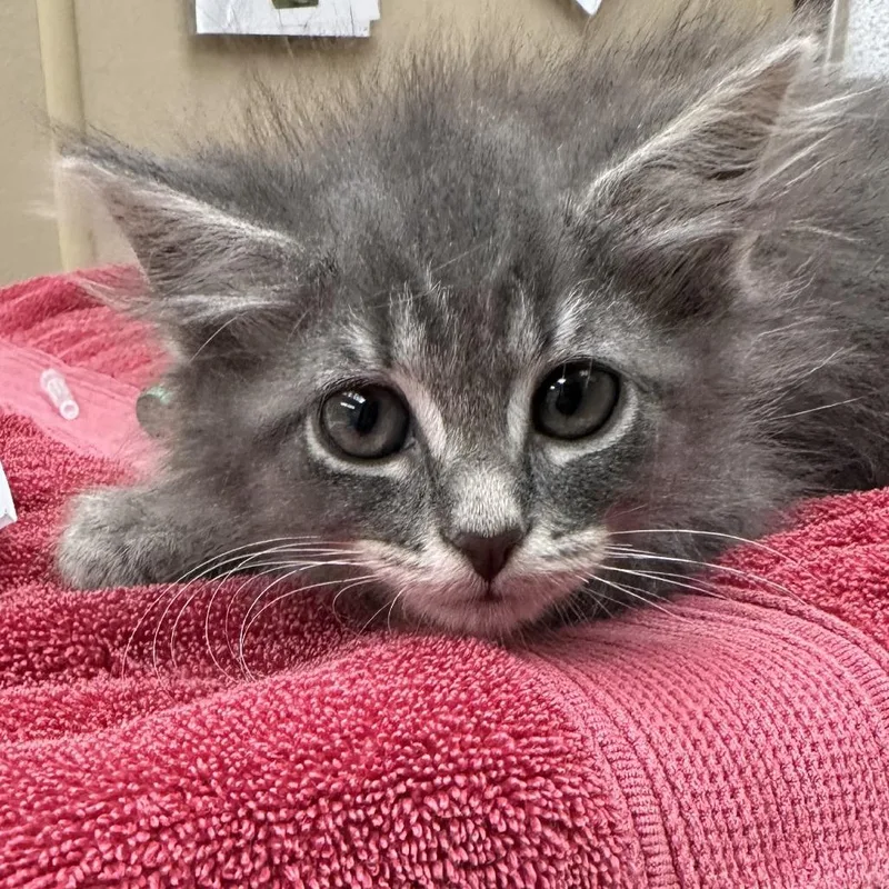 A baby small-sized female Gray / Blue / Silver Domestic Medium Hair cat named Gunny for adoption in Naperville, IL