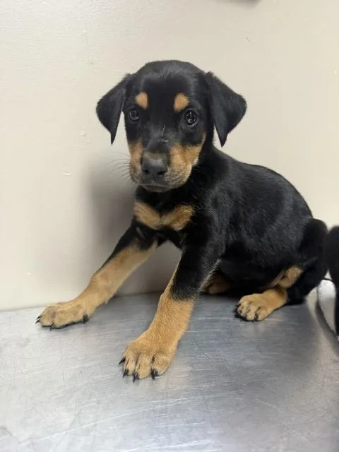 A baby small-sized female Doberman Pinscher dog named Sally for adoption in Redlands, CA