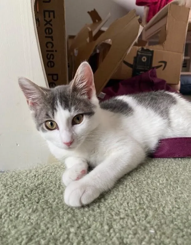 A young medium-sized female Tabby (Brown / Chocolate) Domestic Short Hair cat named Rini for adoption in North Babylon, NY
