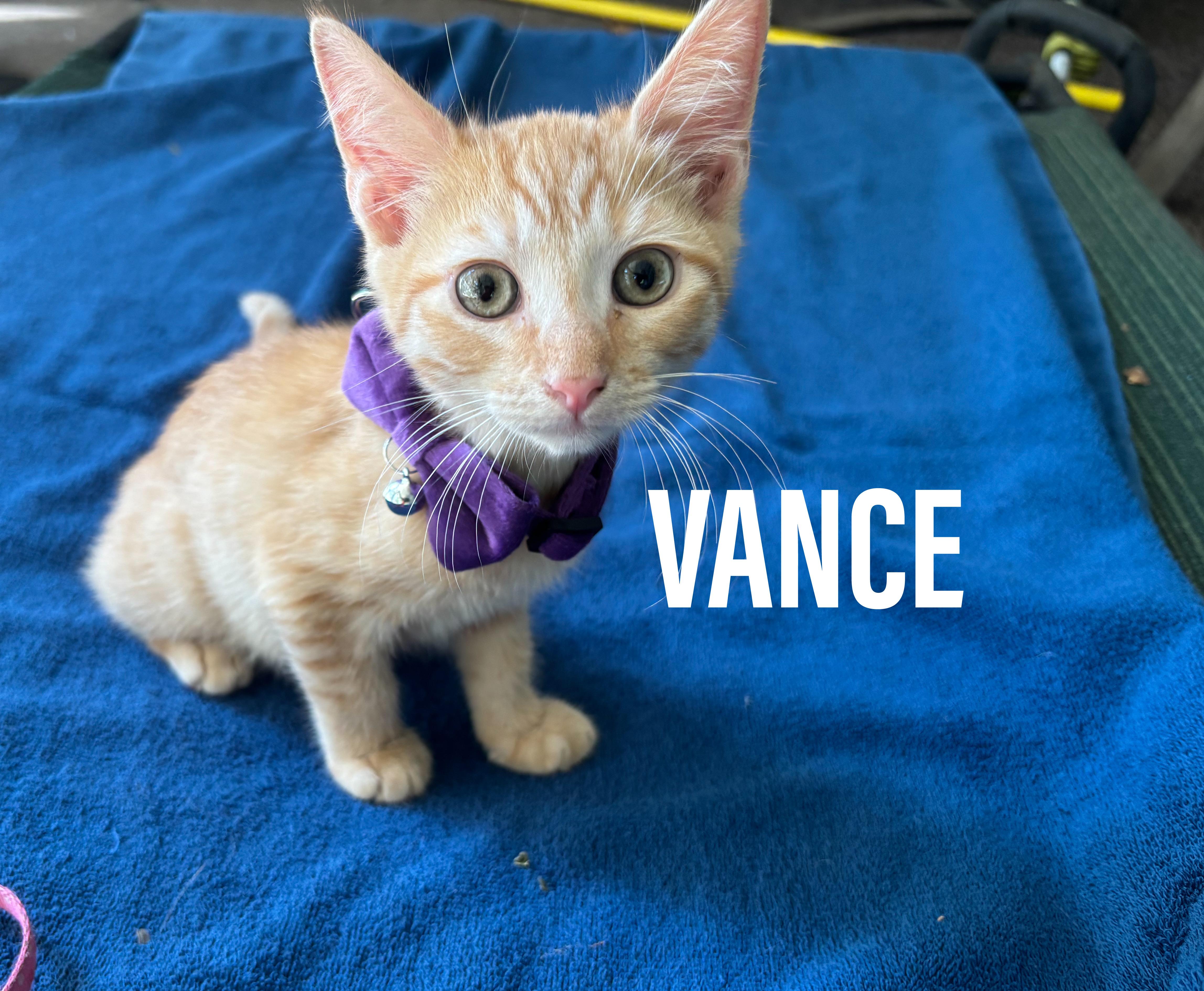 A baby medium-sized male Orange & White Domestic Short Hair cat named Vance for adoption in Jacksonville, FL