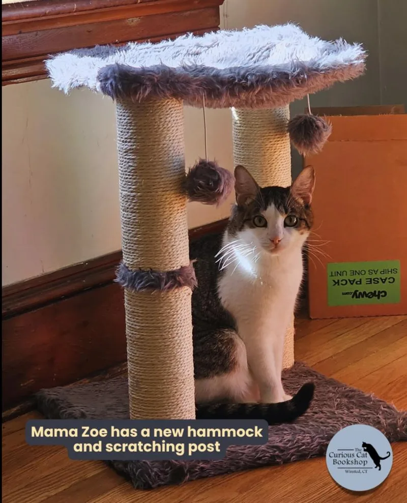 A young small-sized female Gray / Blue / Silver Tabby cat named Cerulean Sea Mama: Zoe for adoption in Warren, CT