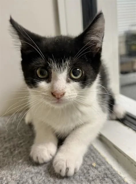 A baby small-sized female Domestic Short Hair cat named Shyla for adoption in Sarasota, FL