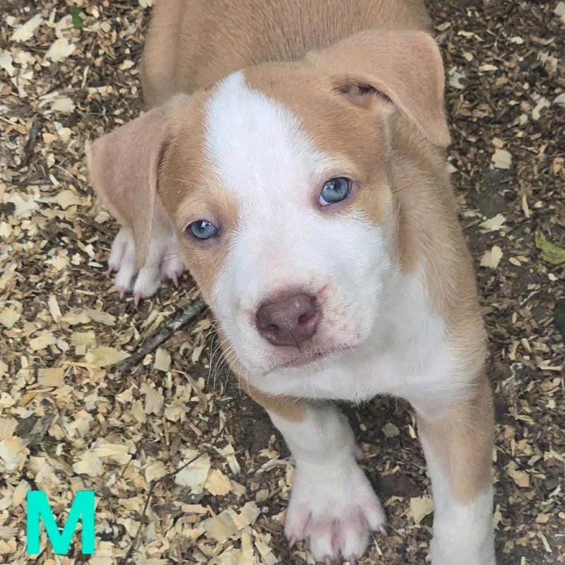 A baby medium-sized male Yellow / Tan / Blond / Fawn Pit Bull Terrier dog named Titos for adoption in Floresville, TX