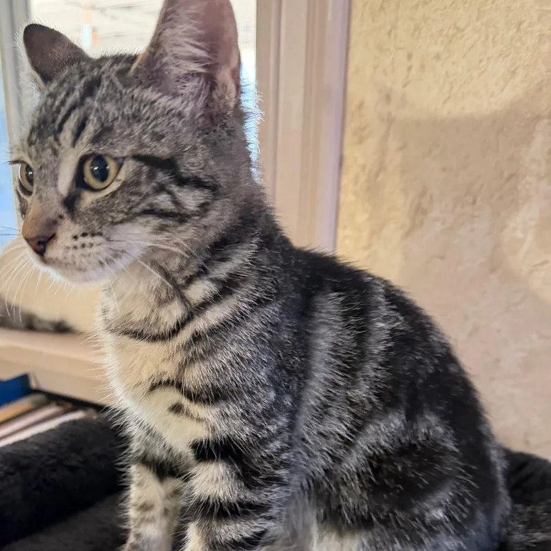A baby small-sized male Brown / Chocolate Domestic Short Hair cat named Rumble for adoption in Brea, CA