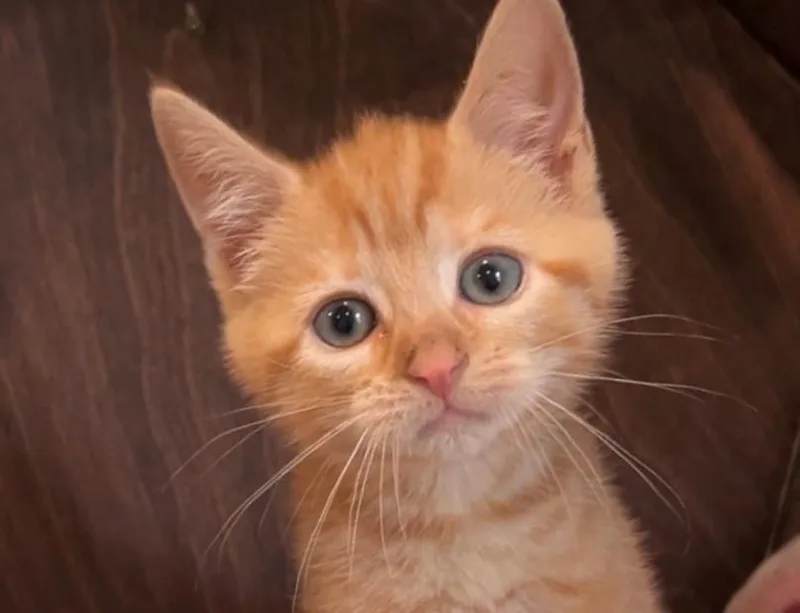 A baby medium-sized female Orange & White Domestic Short Hair cat named Annie Oakley for adoption in Nashville, TN