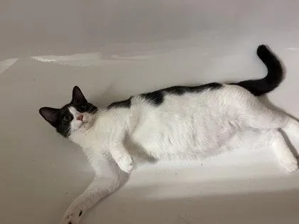 A young medium-sized male Domestic Short Hair cat named Smarty Marty for adoption in Washington, DC
