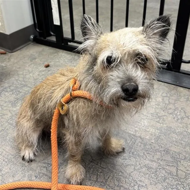 An adult small-sized male Terrier dog named Chester for adoption in Ontario, CA