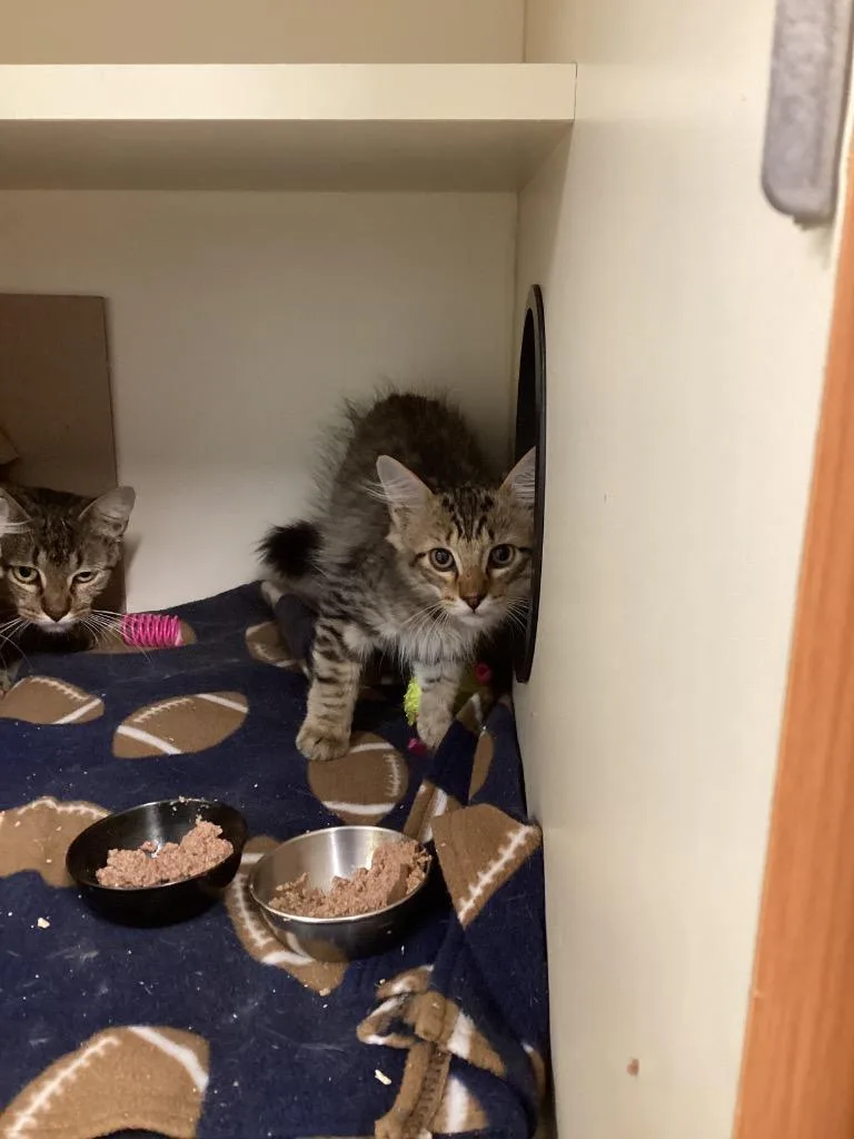 A baby medium-sized male Domestic Short Hair cat named Stu for adoption in Bloomington, IN