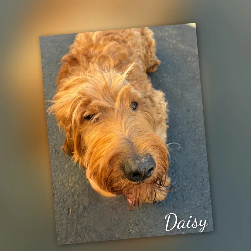 An adult medium-sized female Goldendoodle dog named Daisy for adoption in Fredericksburg, VA