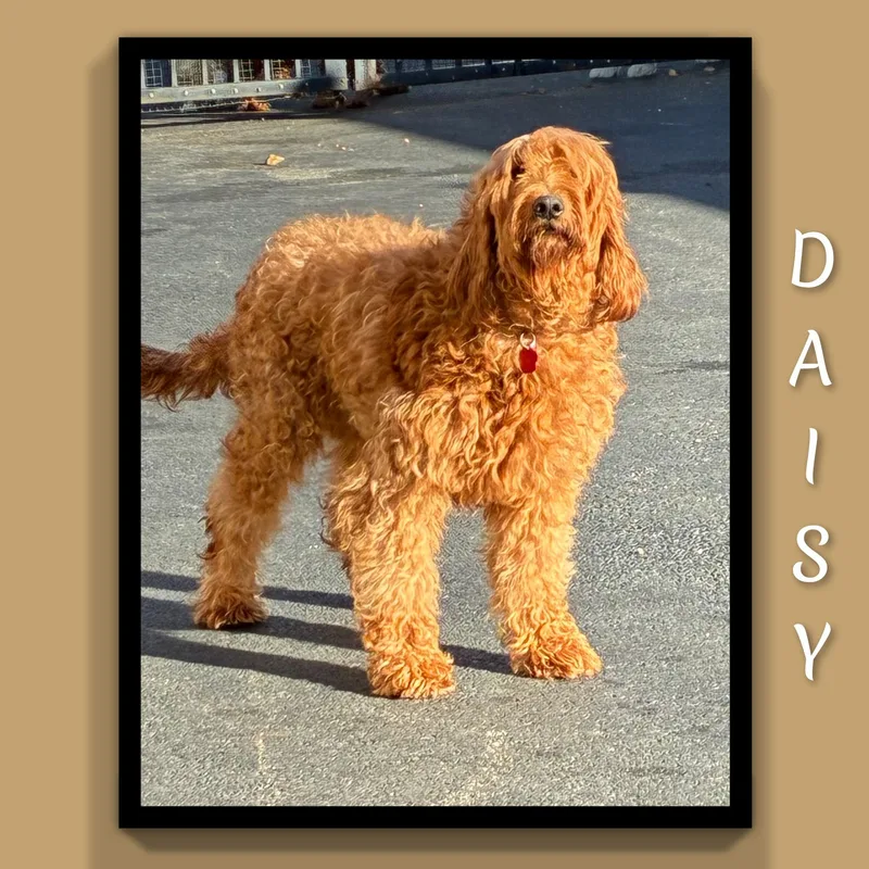 Daisy thumbnail 3