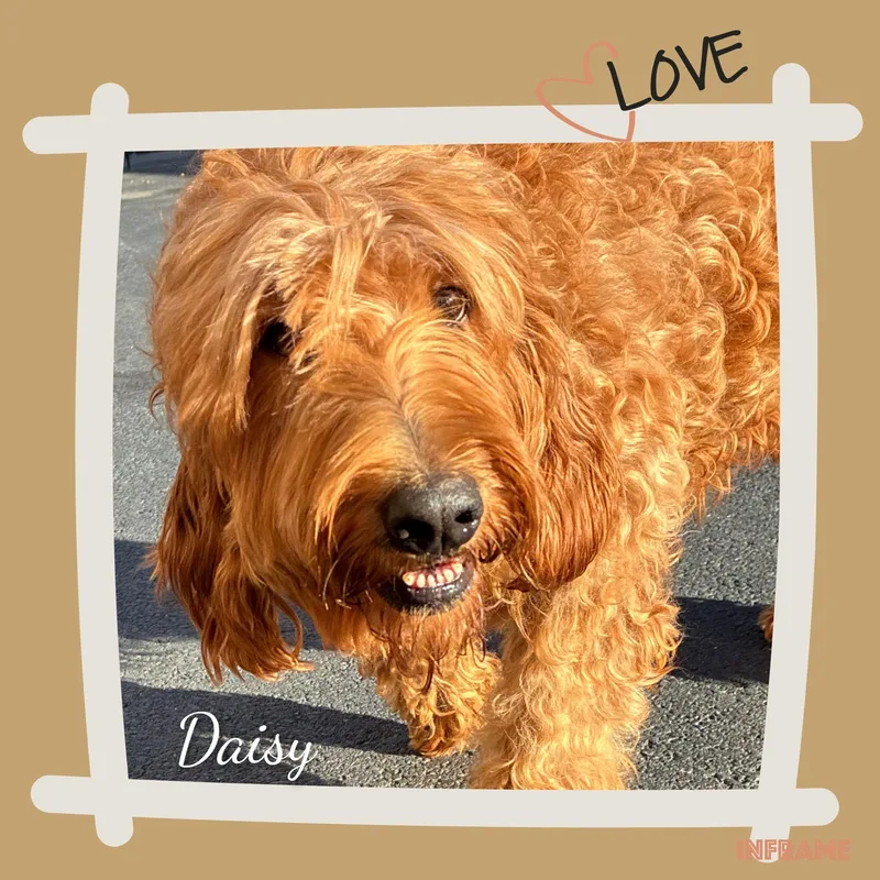 Daisy thumbnail 4