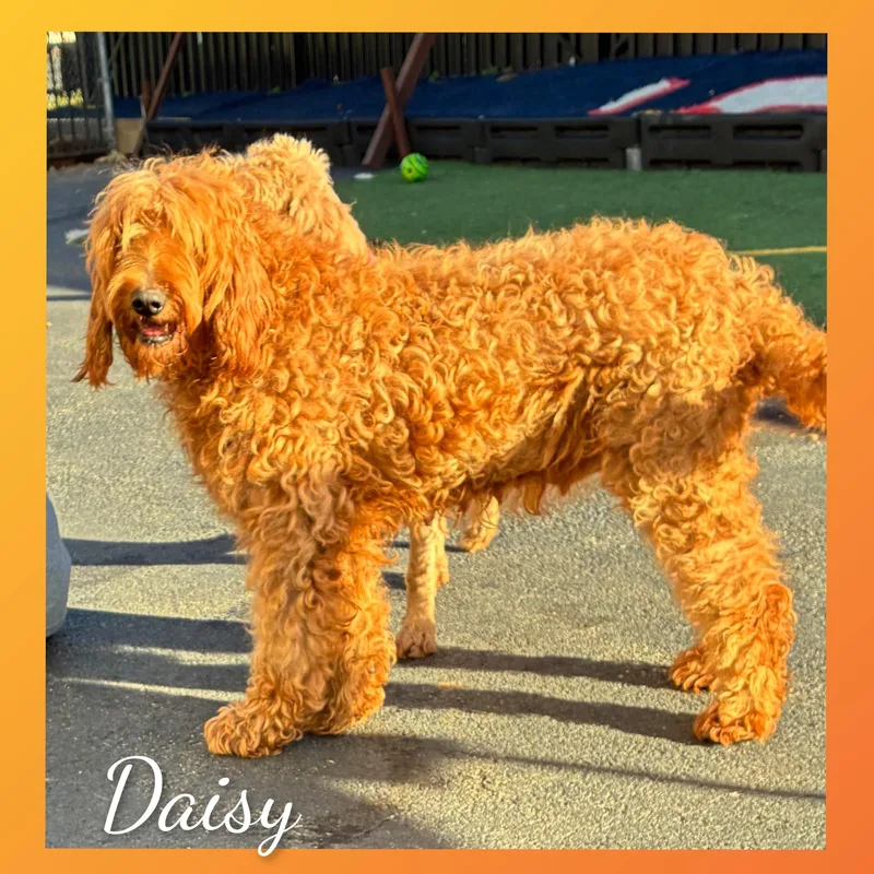 Daisy thumbnail 5