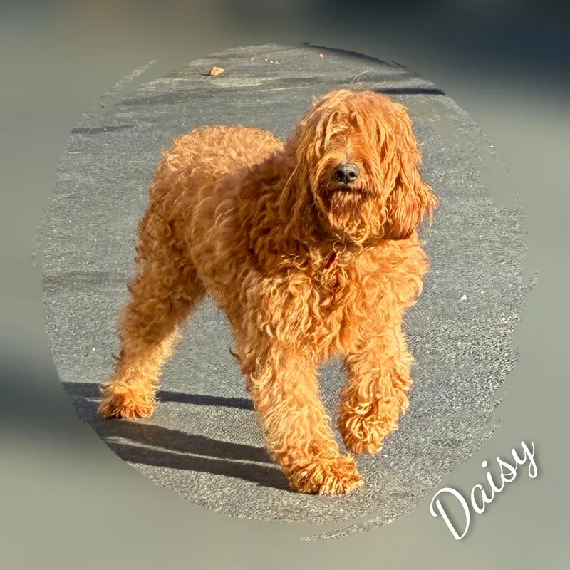 Daisy thumbnail 6
