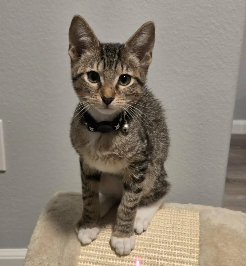 A baby medium-sized male Domestic Short Hair cat named Crash for adoption in Sedalia, CO