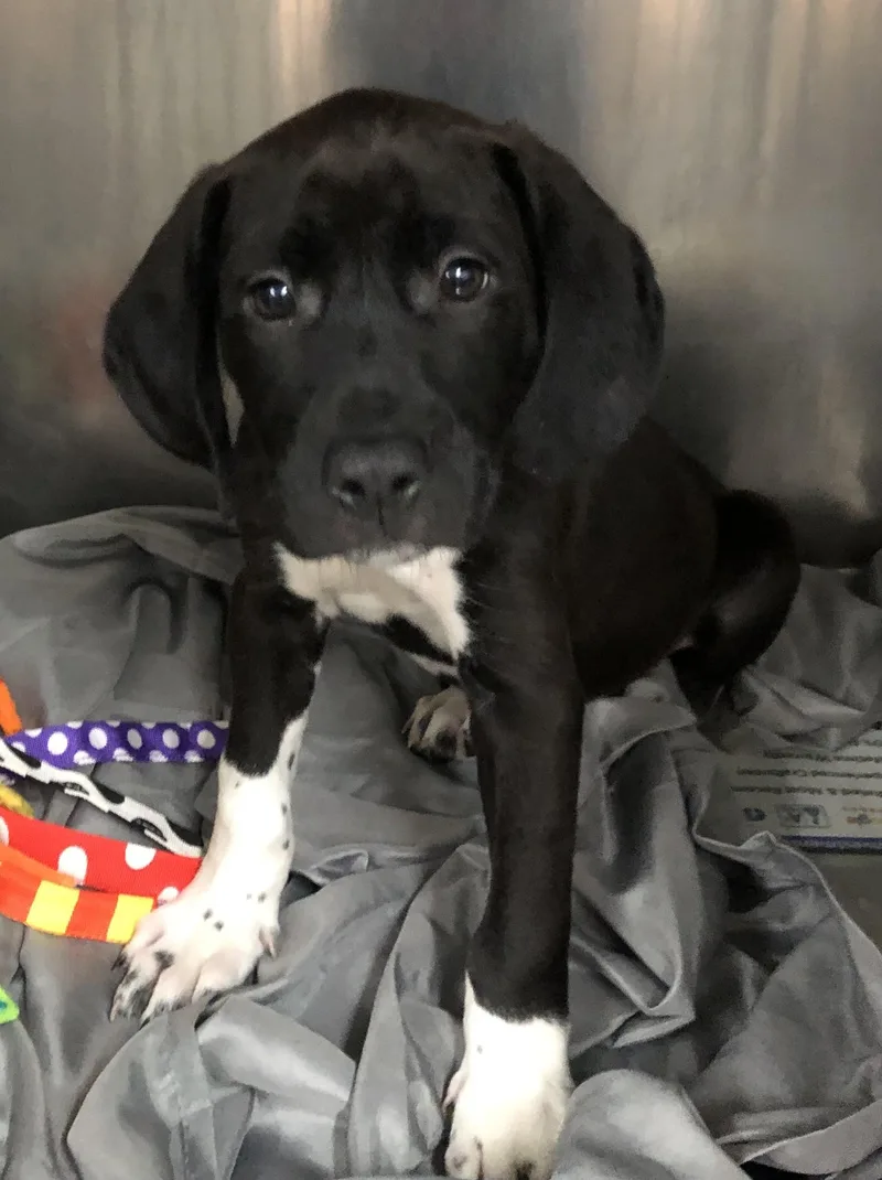 A baby medium-sized female Black Labrador Retriever dog named Star for adoption in Parma, OH