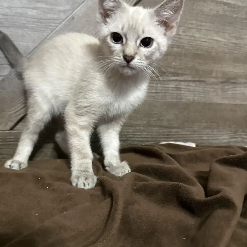 A baby small-sized male Siamese cat named Buzz for adoption in queen creek, AZ
