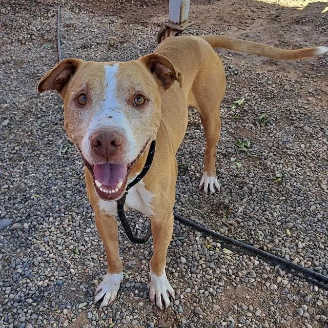 A senior large-sized male Pit Bull Terrier dog named Marty for adoption in Mesa, AZ