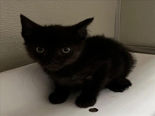 A baby small-sized male Domestic Short Hair cat named Lucky for adoption in Tracy, CA