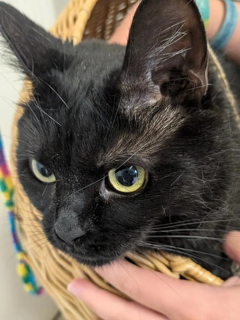 A young medium-sized female Domestic Short Hair cat named Dani for adoption in Sandusky, OH