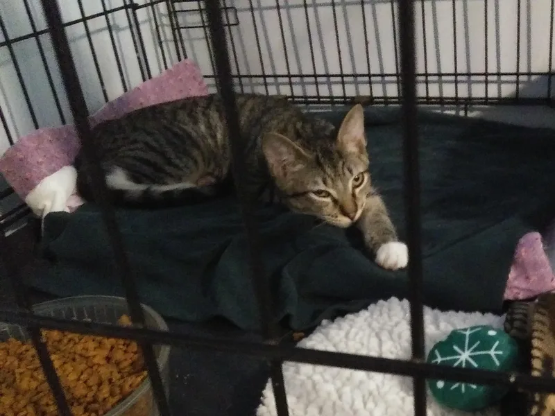 A baby medium-sized male Tabby (Brown / Chocolate) Domestic Short Hair cat named Woody for adoption in Port Wentworth, GA