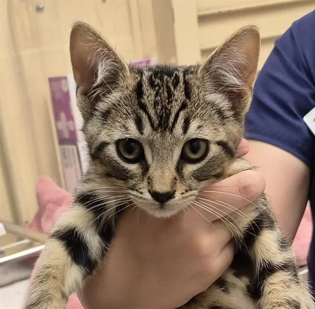 A baby small-sized male Domestic Short Hair cat named Bro for adoption in Lodi, CA