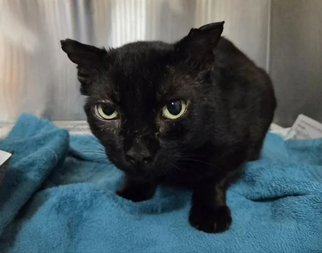 An adult large-sized male Domestic Short Hair cat named Bruno for adoption in Martinez, CA
