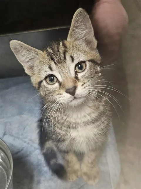 A baby medium-sized male Brown / Chocolate Domestic Short Hair cat named Pooh for adoption in Clyde, NC