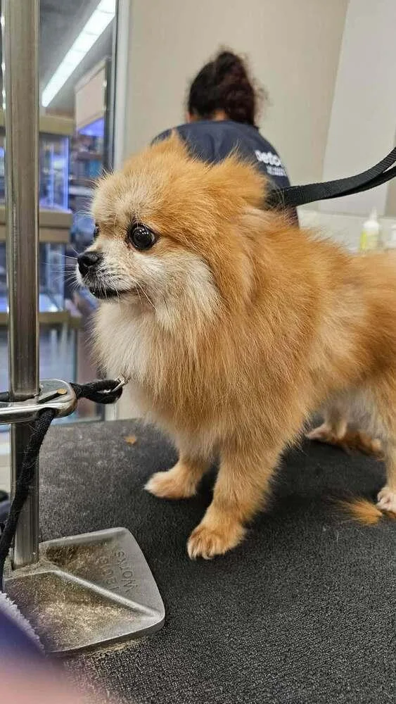 An adult small-sized male Pomeranian dog named Peanut for adoption in Peoria, IL