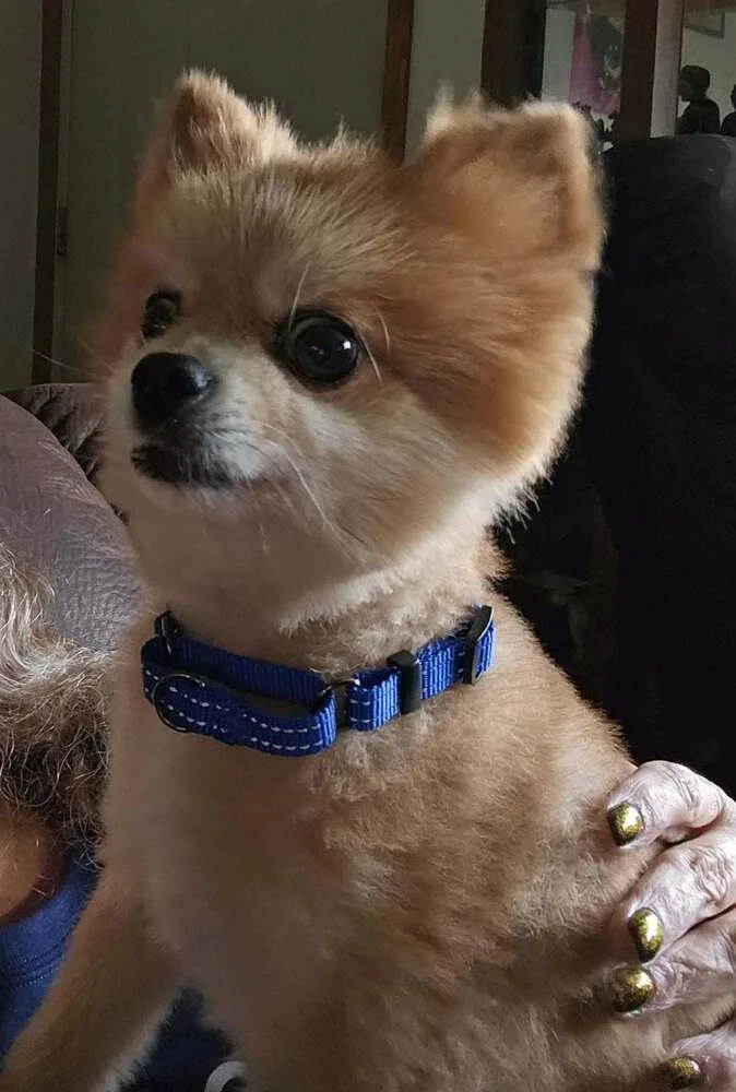 Peanut thumbnail 5
