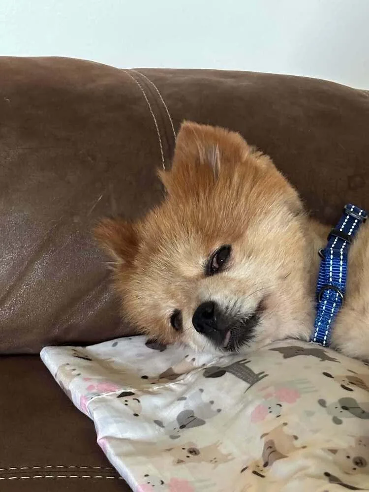 Peanut thumbnail 6