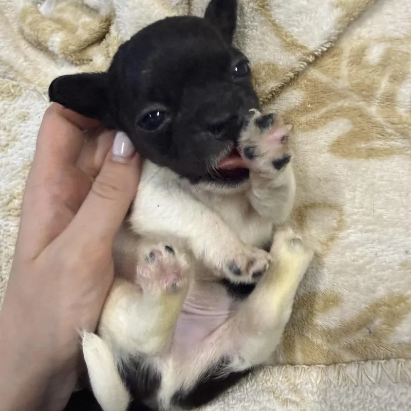 Otto thumbnail 2