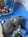 A baby medium-sized male Gray / Blue / Silver Domestic Short Hair cat named Cobra for adoption in Chico, CA