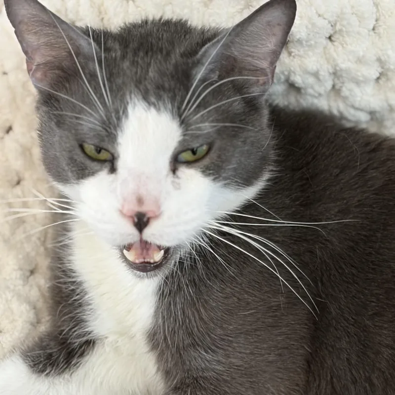 An adult large-sized male Gray / Blue / Silver Domestic Short Hair cat named Remi for adoption in Leander, TX