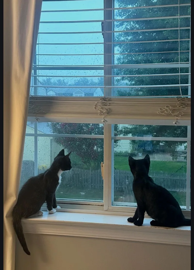 A baby medium-sized male Black & White / Tuxedo Domestic Short Hair cat named Tango and Ashe for adoption in Clayton, NJ