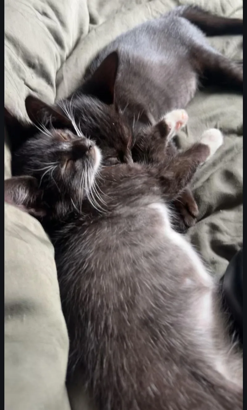 Tango and Ashe thumbnail 2
