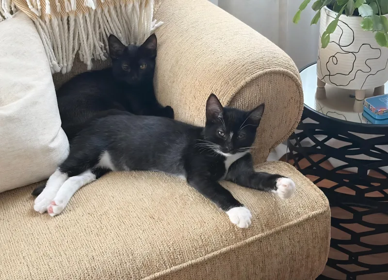 Tango and Ashe thumbnail 5