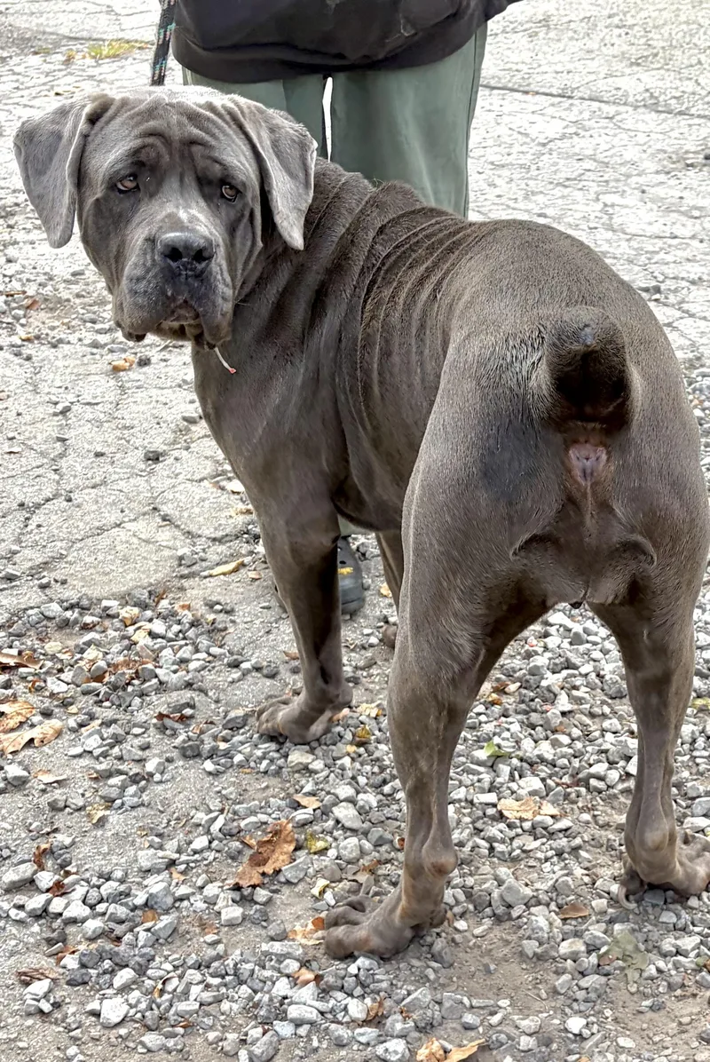 A young extra large-sized female Gray / Blue / Silver Cane Corso dog named Nova for adoption in McKeesport, PA