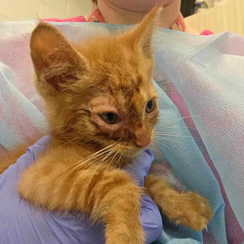A baby small-sized male Orange / Red Domestic Short Hair cat named Messi for adoption in Chattanooga, TN