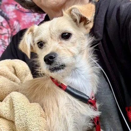 A baby small-sized female Mixed Breed dog named Masala for adoption in Oakland, CA