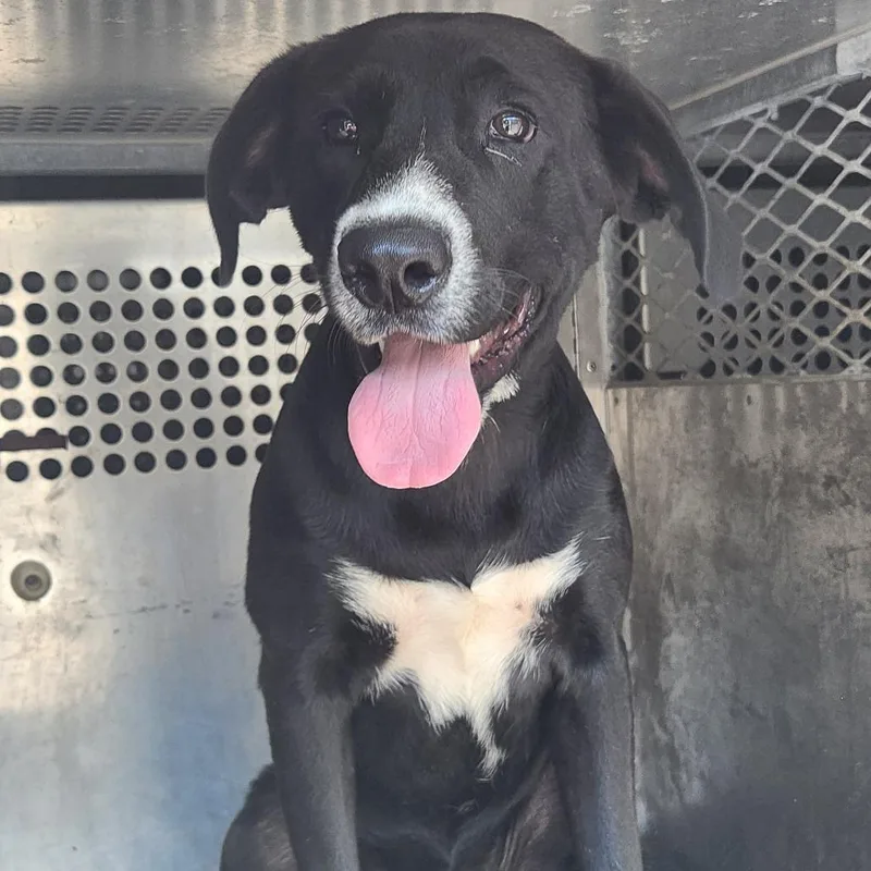 A young medium-sized male Black Labrador Retriever dog named Freddie for adoption in Birmingham, AL