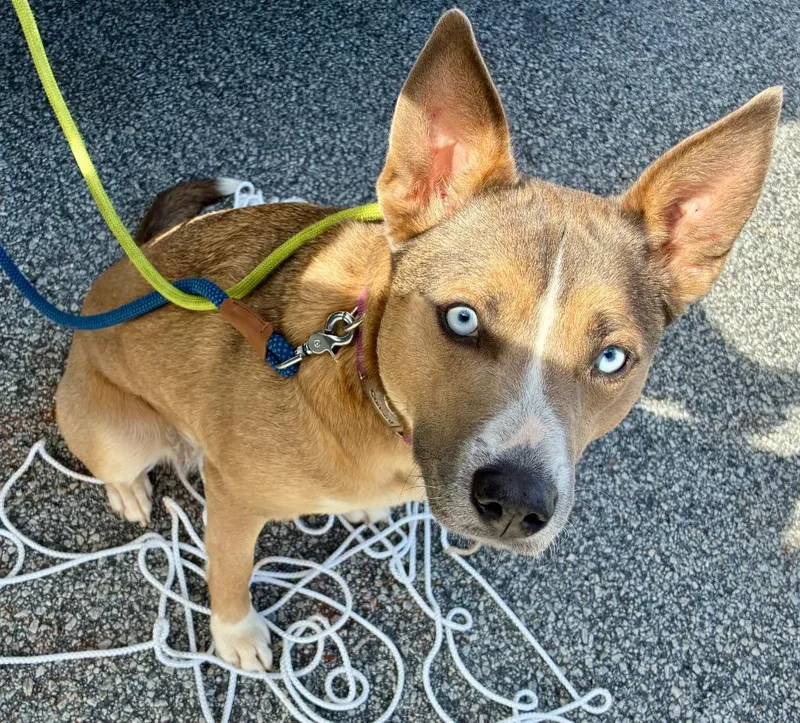 A young large-sized female Shepherd dog named Joanie for adoption in Douglasville, GA