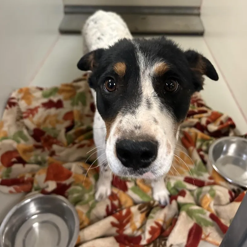 An adult medium-sized female White / Cream Mixed Breed dog named Velcro for adoption in Flagstaff, AZ