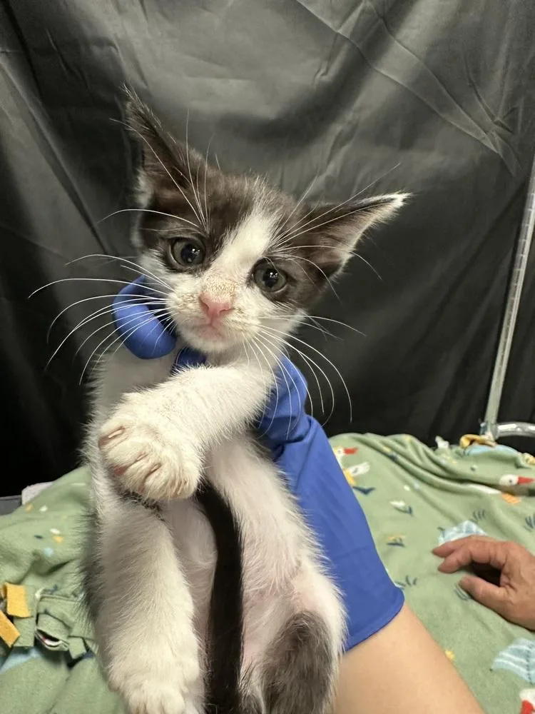 A baby small-sized female Black & White / Tuxedo Domestic Short Hair cat named Maradona for adoption in Pacifica, CA