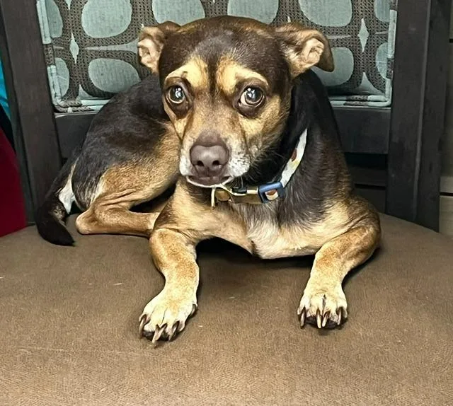 Louie