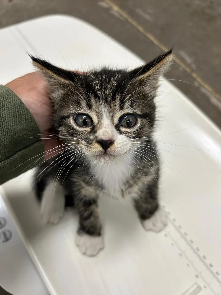 A baby small-sized female Domestic Short Hair cat named Beanstalk for adoption in Chickamauga , GA
