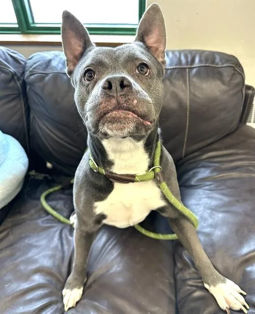 An adult medium-sized female Pit Bull Terrier dog named Ella for adoption in Anchorage, AK