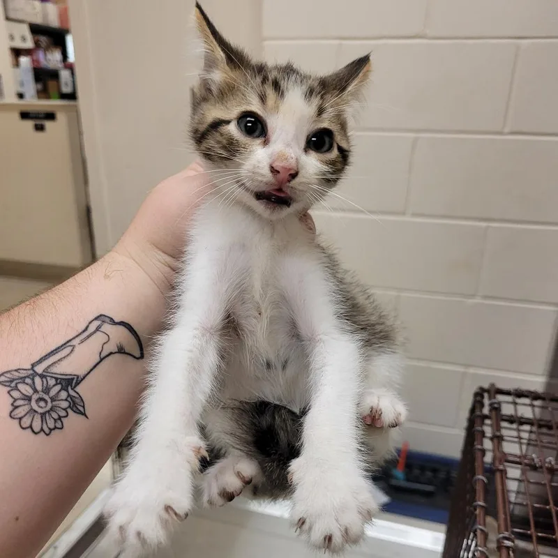 A baby small-sized male White Domestic Short Hair cat named Derby for adoption in Lake Panasoffkee, FL