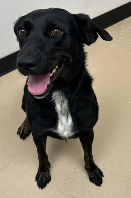An adult medium-sized female Labrador Retriever dog named Magpie for adoption in Phoenix, AZ