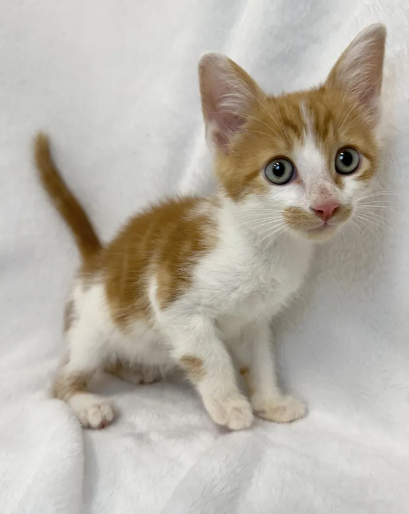 A baby medium-sized male Orange & White Domestic Short Hair cat named Squash for adoption in Greensboro, NC